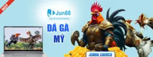 Đá gà Mỹ